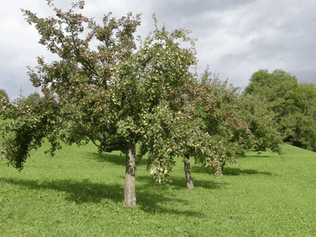 crab apple tree with leaves